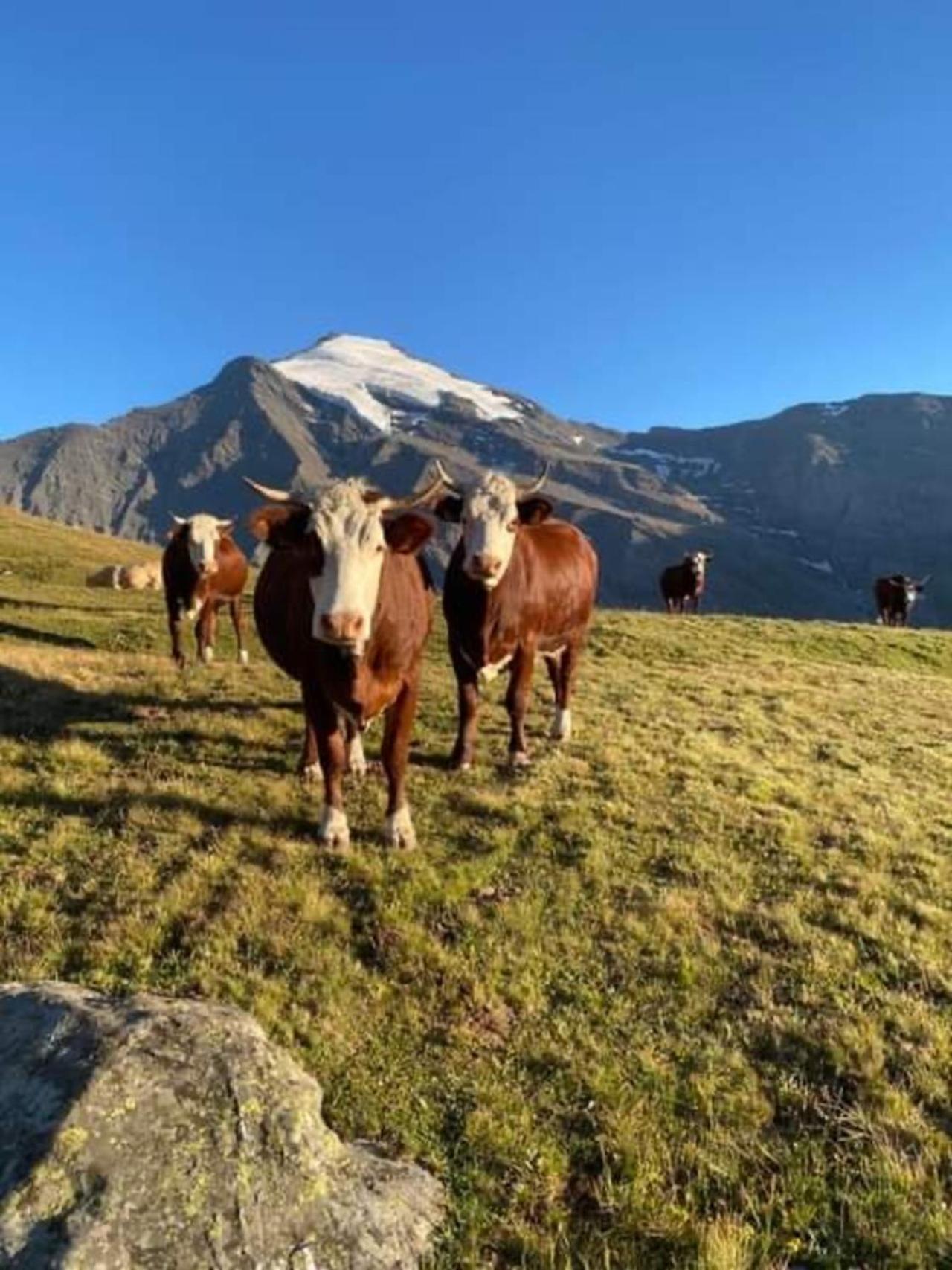 "L'Ancolie" Appartement De Charme 4 Personnes A Val Cenis テルミニヨン エクステリア 写真